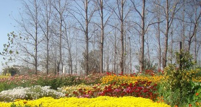 flower.jpg